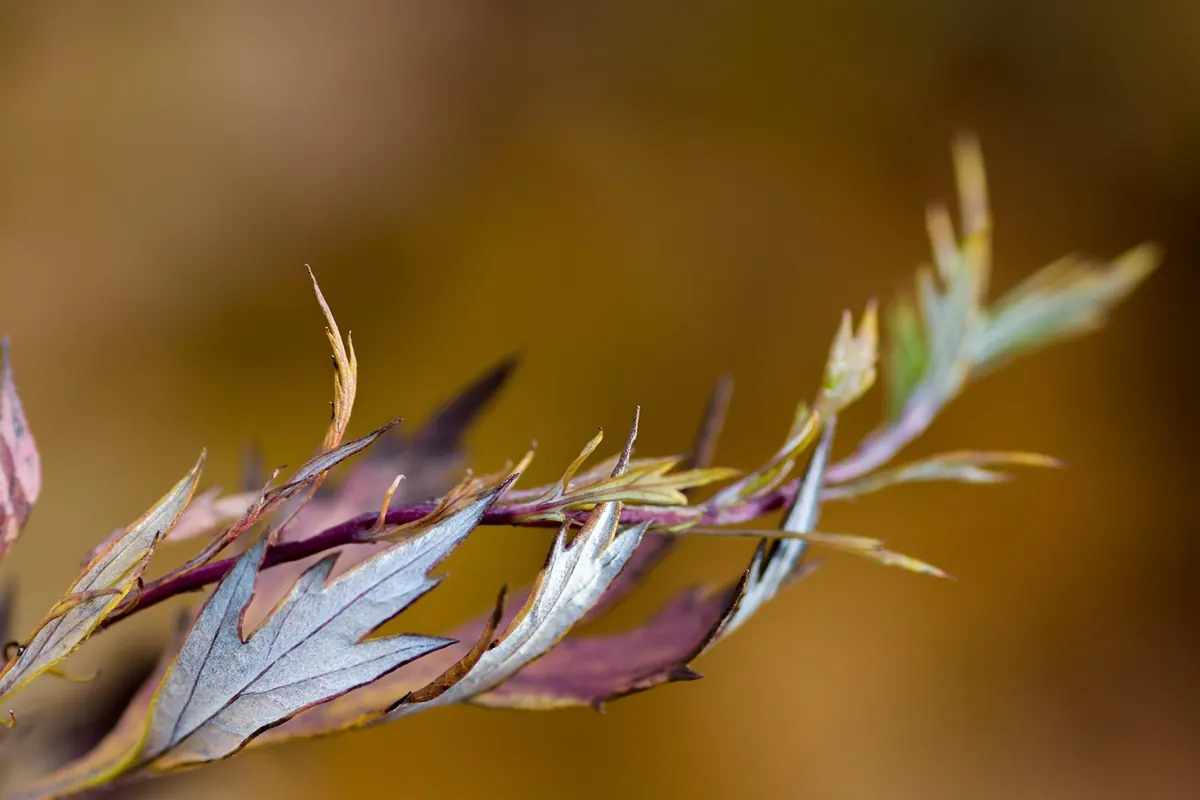 Autumn Garden Checklist: UK Jobs for October and November