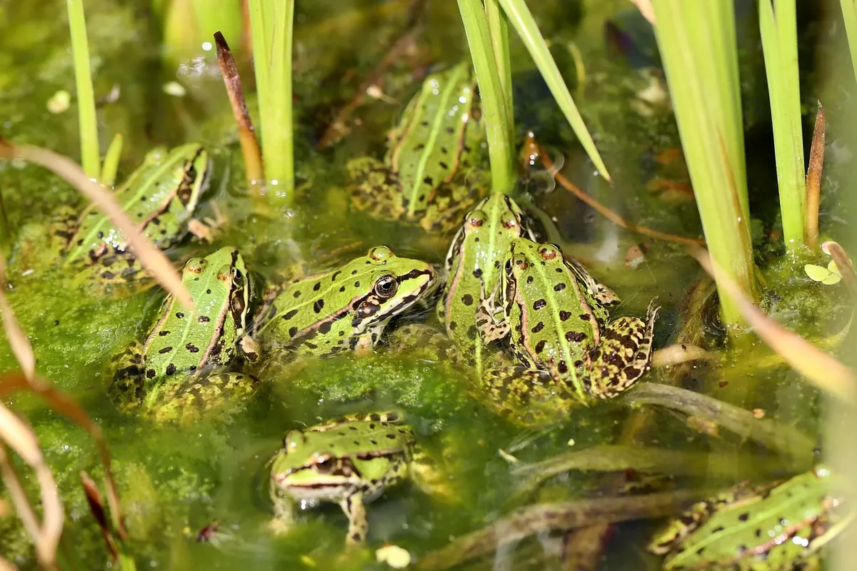 How to Build a Wildlife Pond in a Small UK Garden